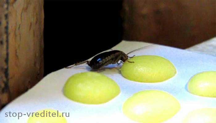 Приманки с дустом