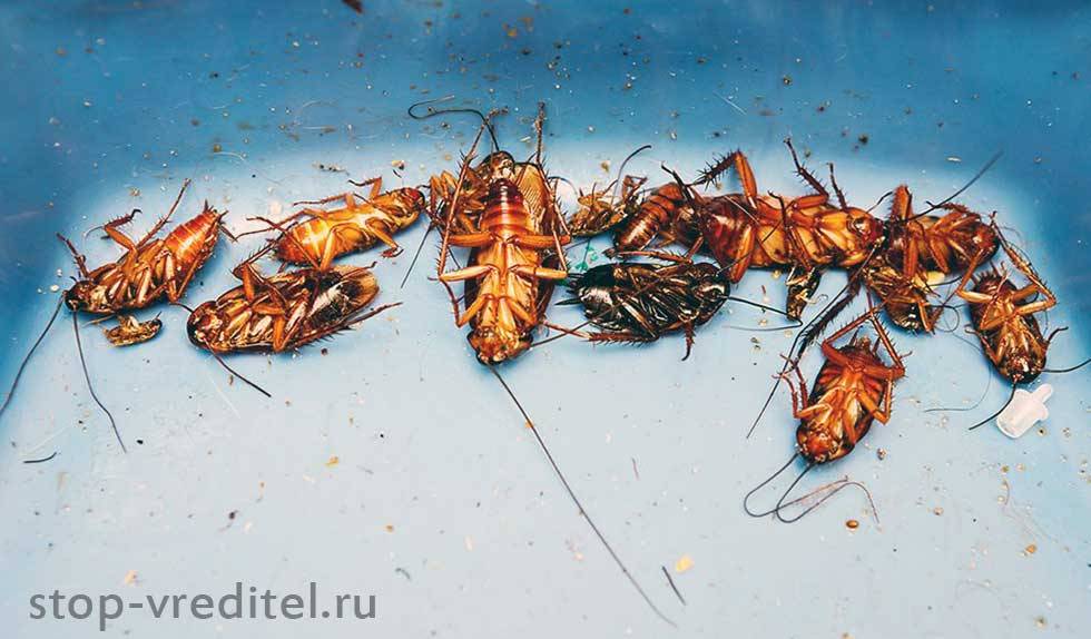 Дохлые тараканы